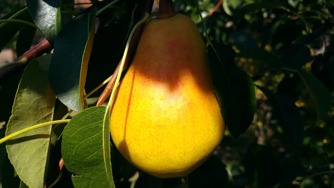 Körte
