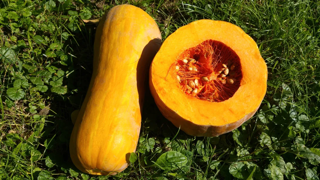 Sütőtök