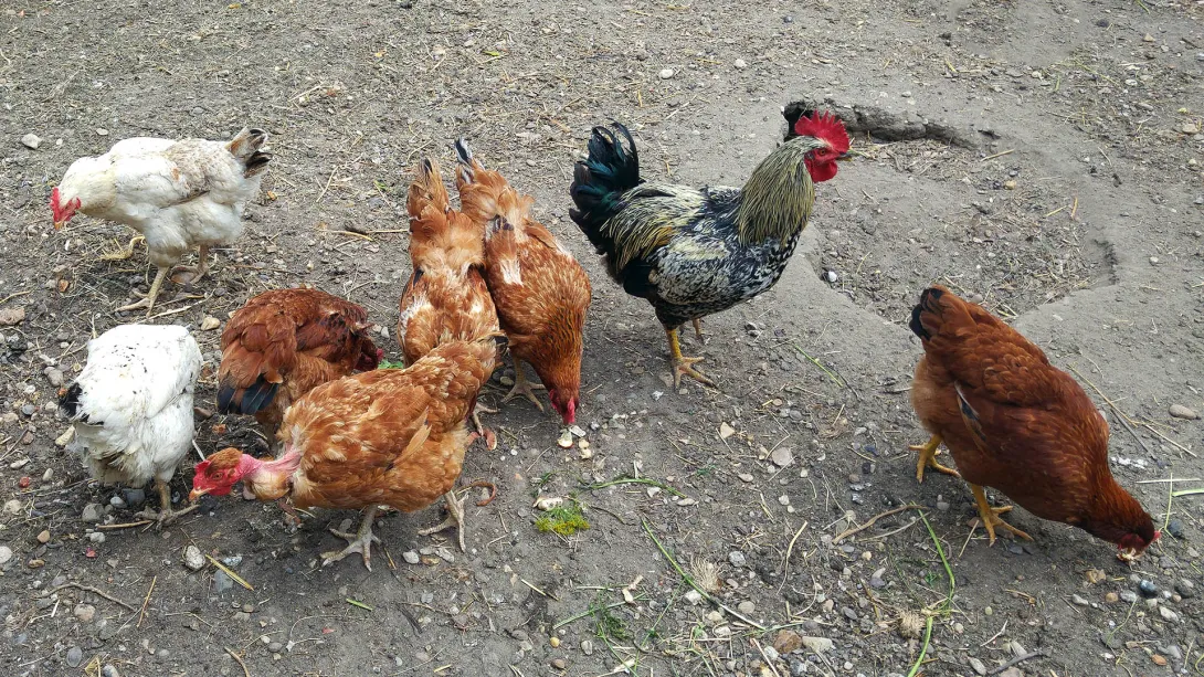 Csirkepörkölt