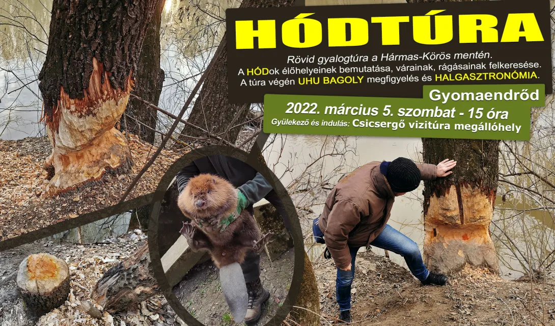 Hódtúra. Rövid gyalogtúra a Hármas-Körös mentén.