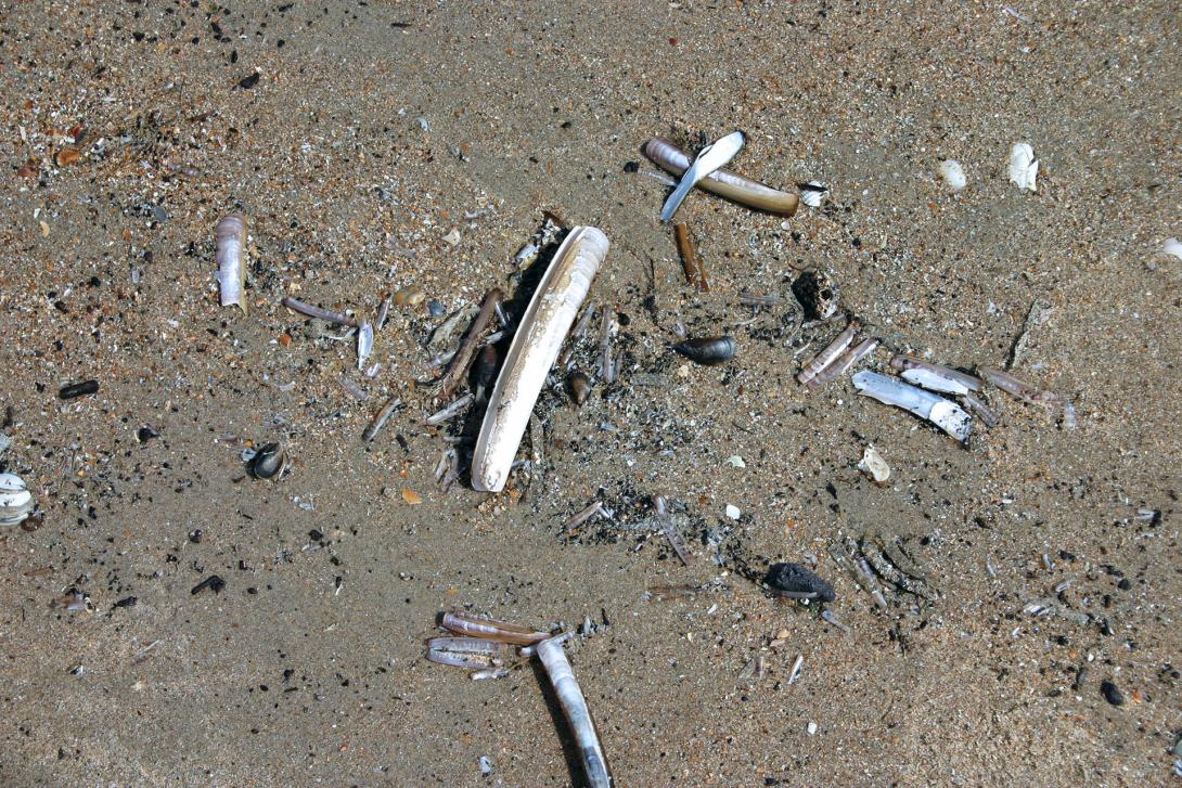 Schelpen aan de Belgische kust, Koksijde