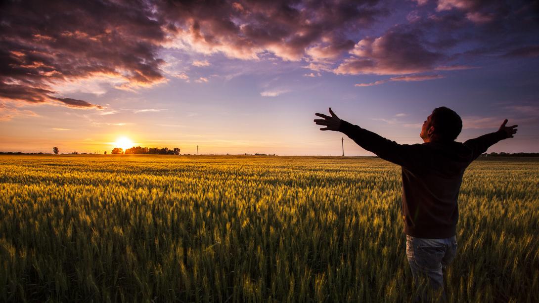 Aranyló búzamező a naplementében, kocsorhegy mellett.