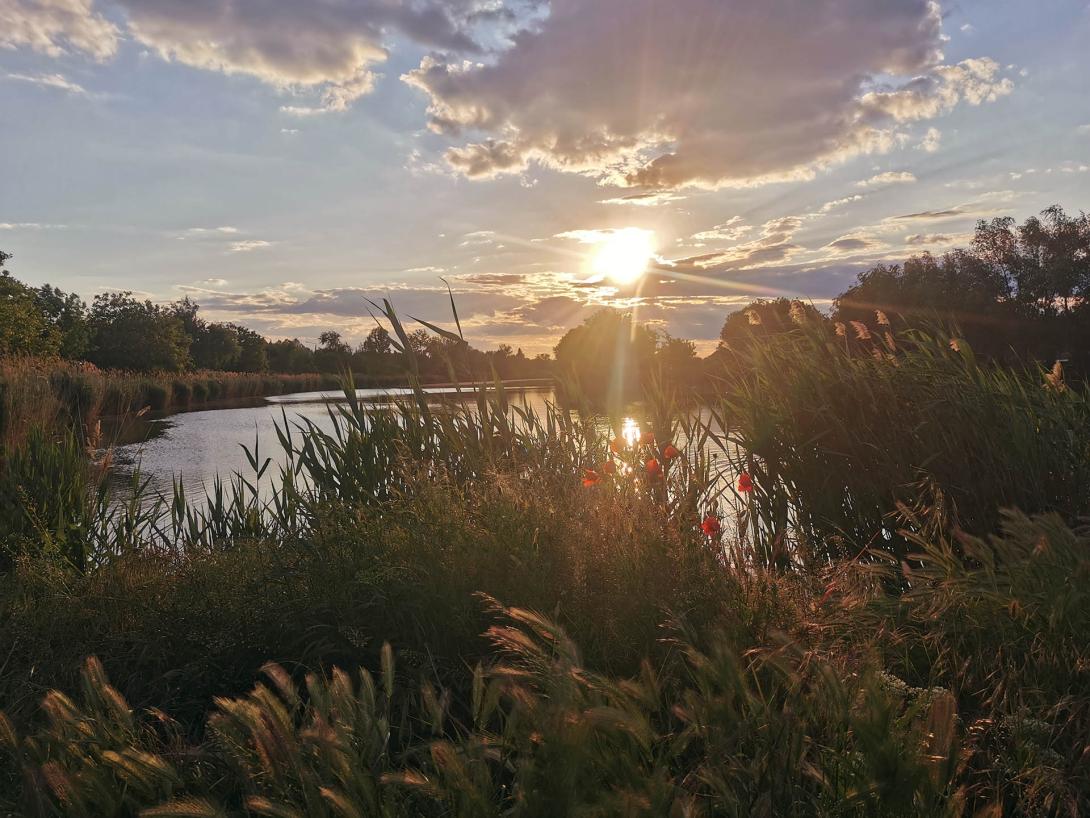 Késő esti napfürdőzés / Sunbath late in the evening