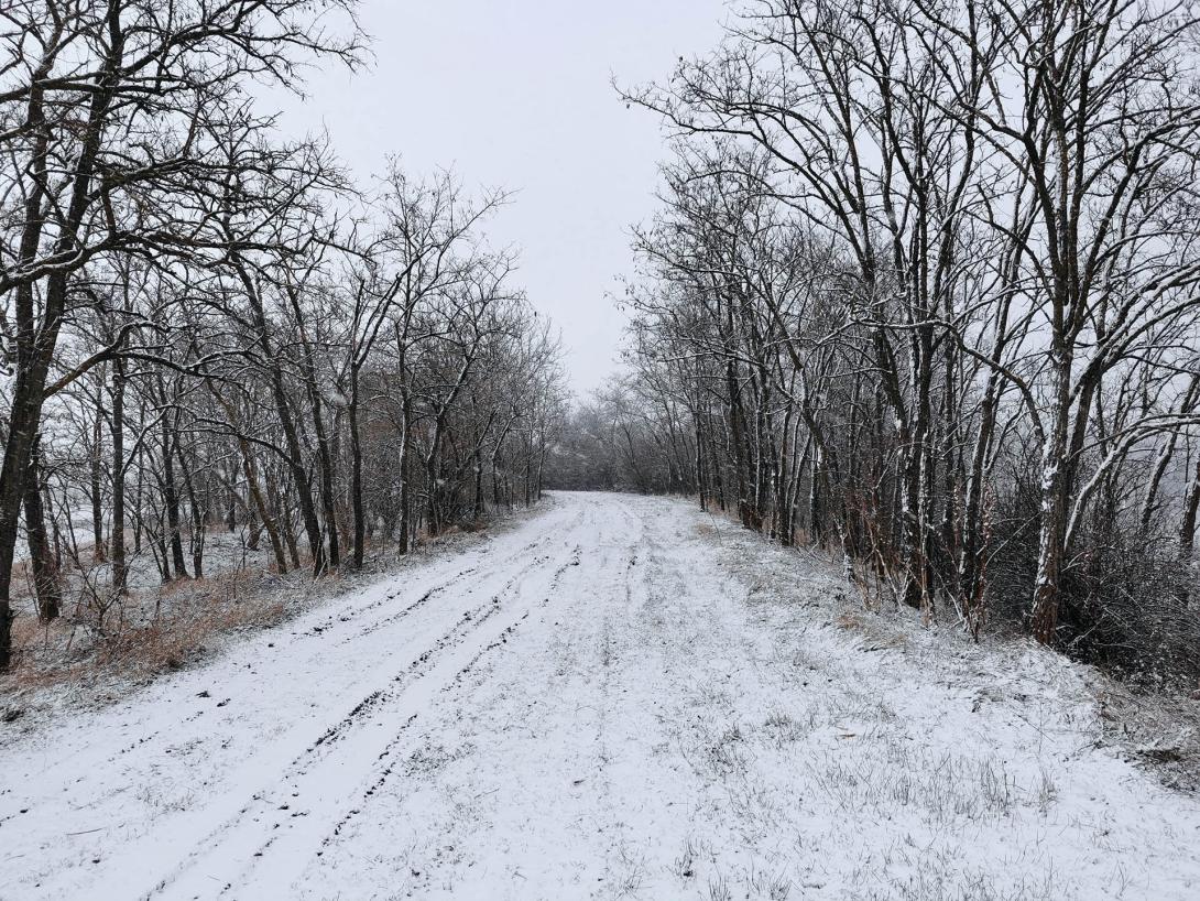 Németh-zugi holtág a hóesésben