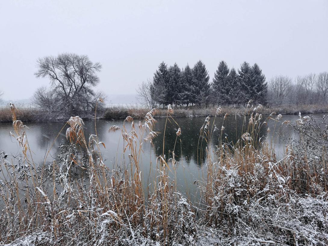 Németh-zugi holtág a hóesésben