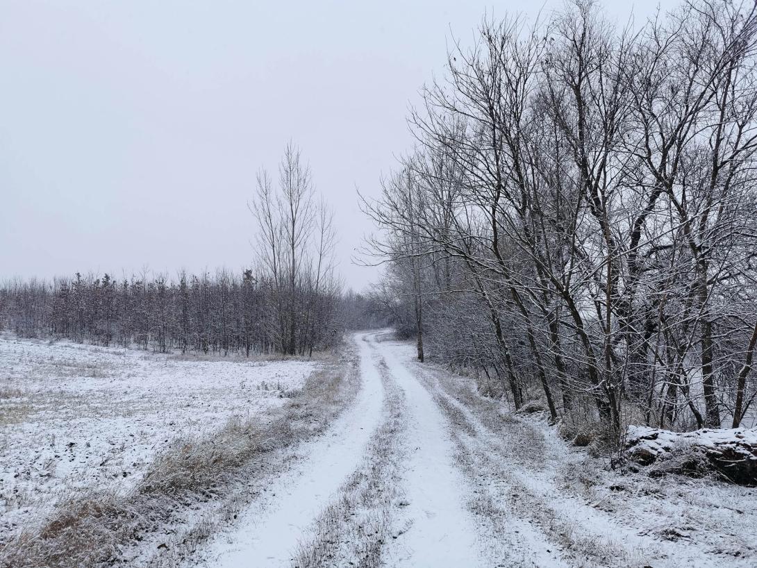 Németh-zugi holtág a hóesésben