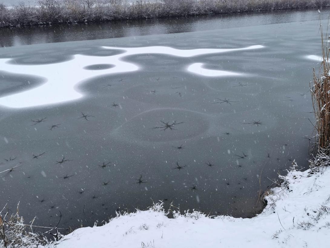 Németh-zugi holtág a hóesésben