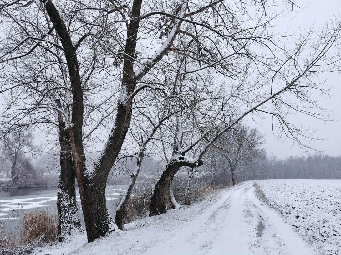 Németh-zugi holtág a hóesésben