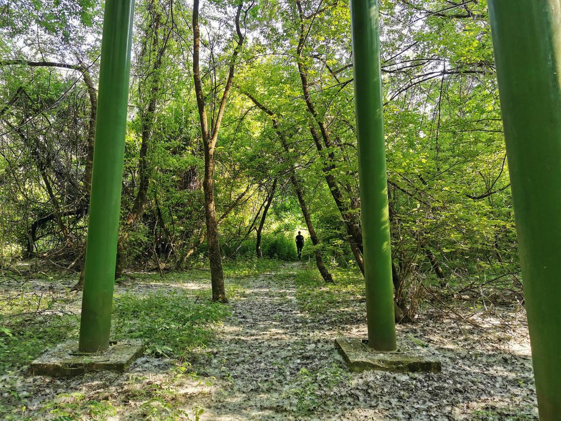 Denevérodú a Hármas-Körös árterében
