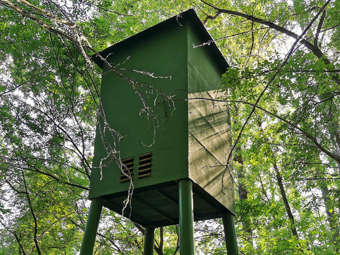 Denevérodú a Hármas-Körös árterében