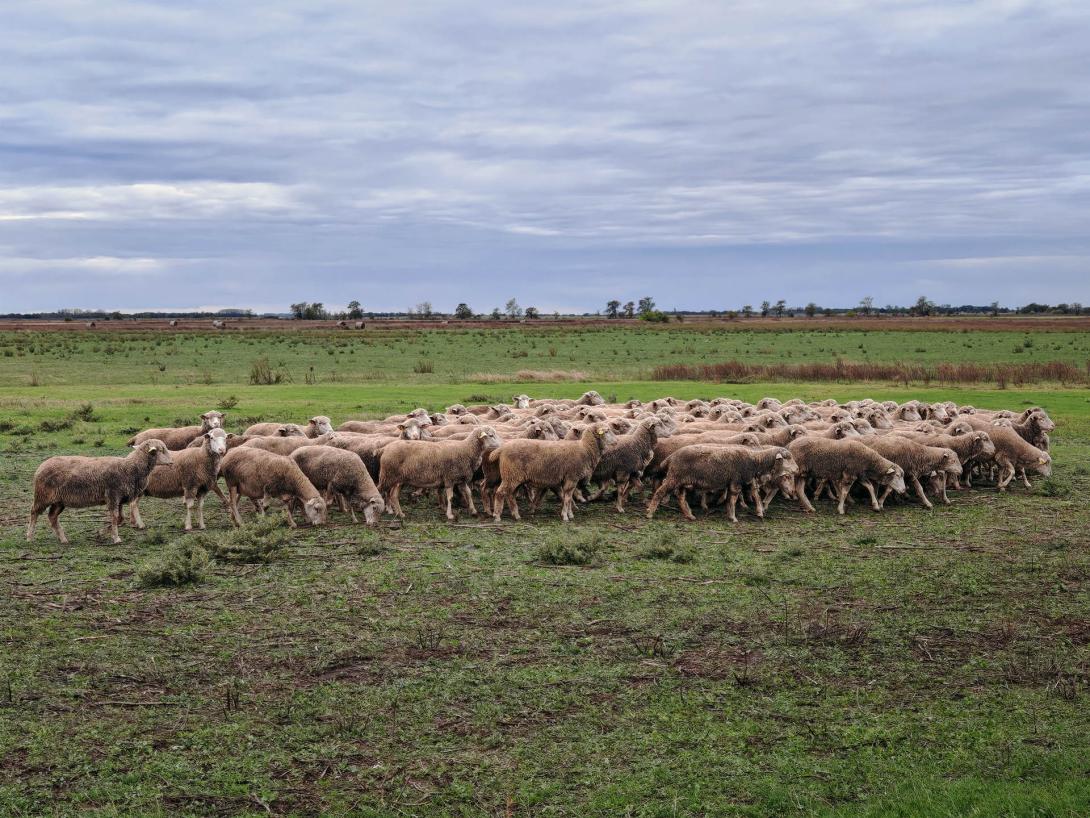 Legelésző birkák a póhalmi pusztán